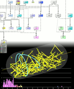 Modelling and simulation of biological networks