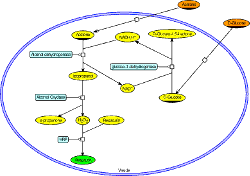 Synthetic biology